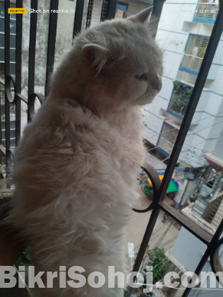 Persian Male Cat